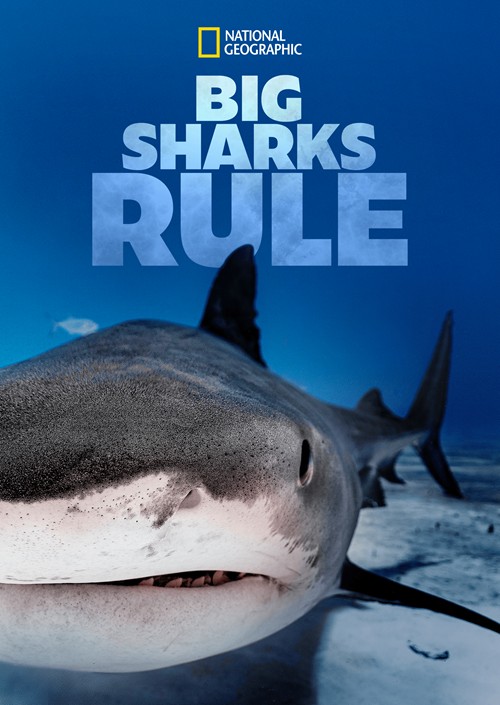 [大鲨鱼统治 Big Sharks Rule][全01集][英语中字]4K|1080P高清