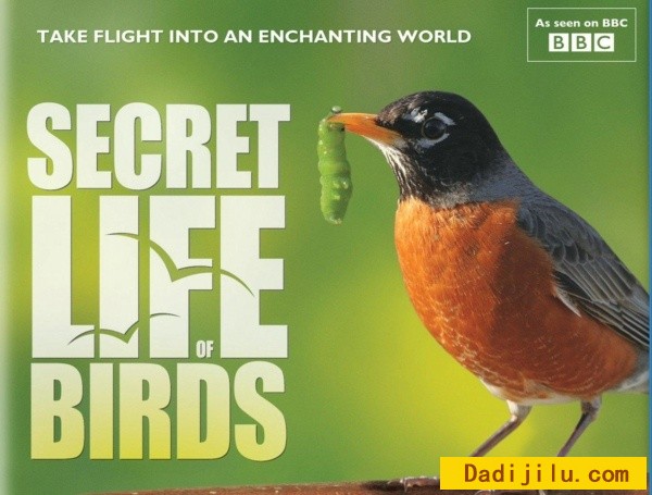 《鸟类的秘密生活 The Secret Life of Birds ..全5集