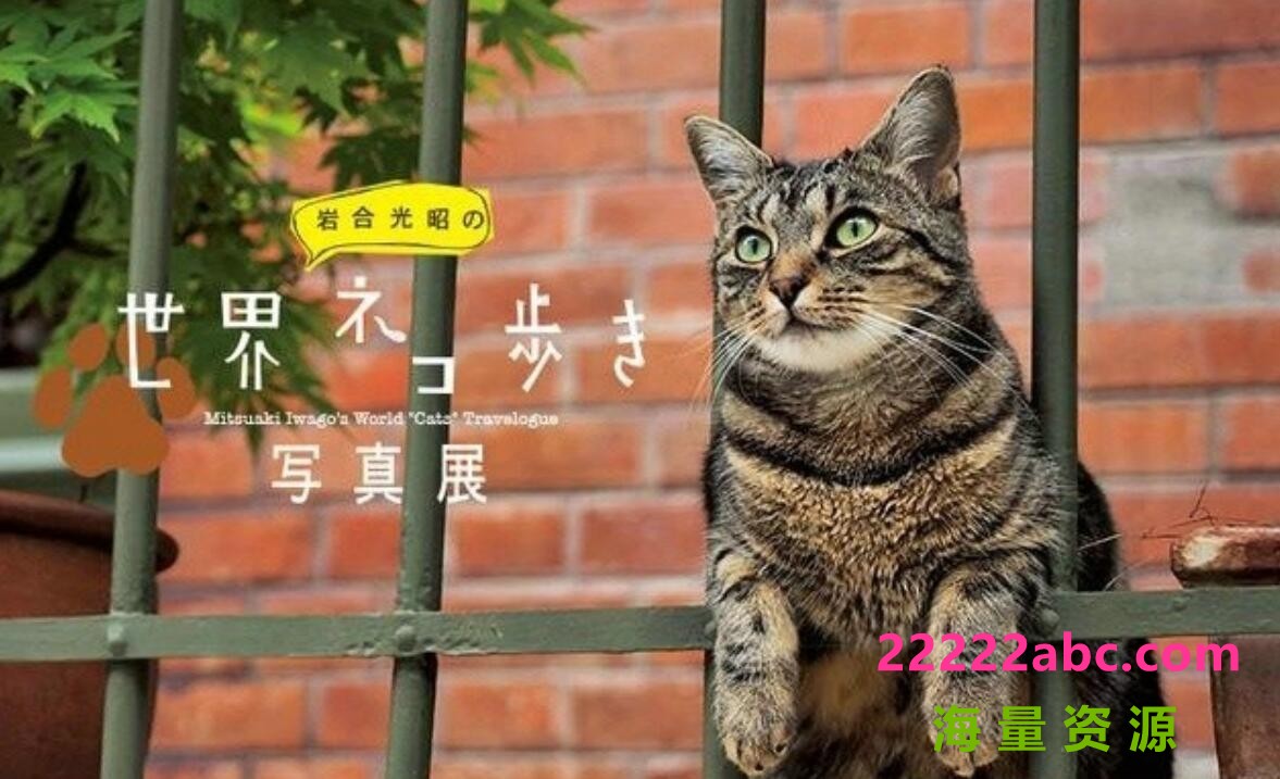 NHK猫咪纪录片《岩合光昭的猫步走世界》全集 720P高清4k|1080p高清