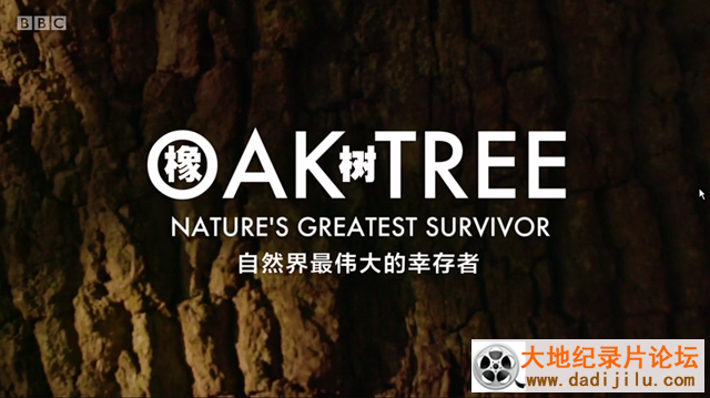 BBC纪录片《橡树-自然界最伟大的幸存者 Oak Tree Nature’s Greatest.. 2015》全集
