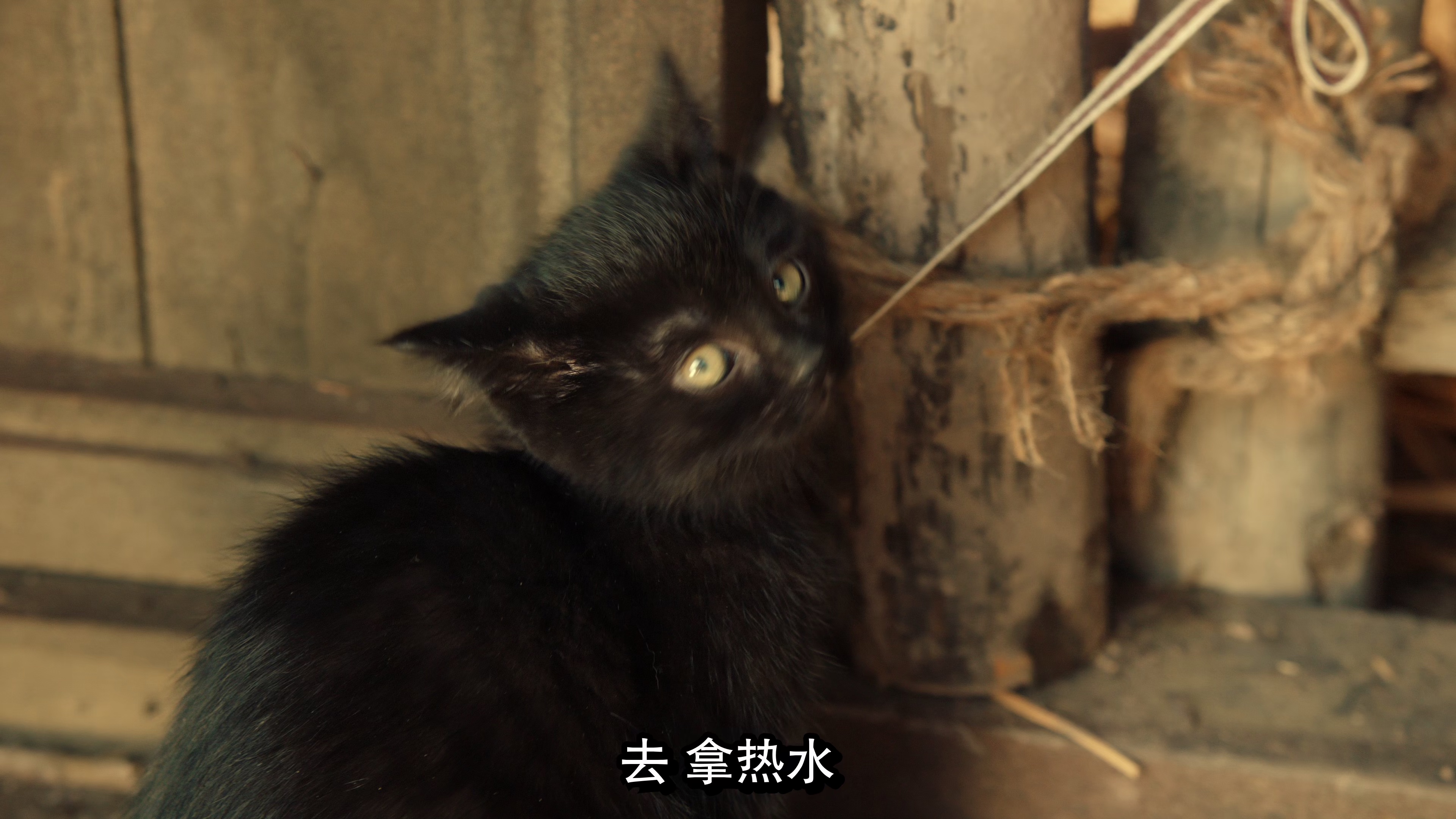 2024爱情奇幻《猫妖奇谭》4K.HD国语中字4K|1080P高清百度网盘