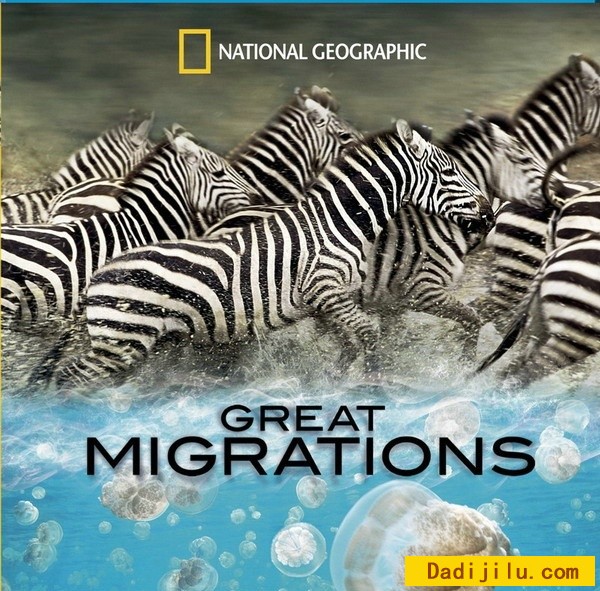 国家地理《大迁徙 Great Migrations》全6集 高清收藏版 英语中字 720P