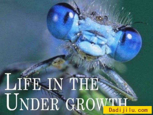 BBC无脊椎动物纪录片《灌丛下的生命 Life in the Undergrowth》全5集 720P高清