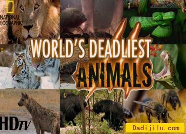 国家地理《世界致命动物全系列 Worlds Deadliest Animals》全8集 720P高清