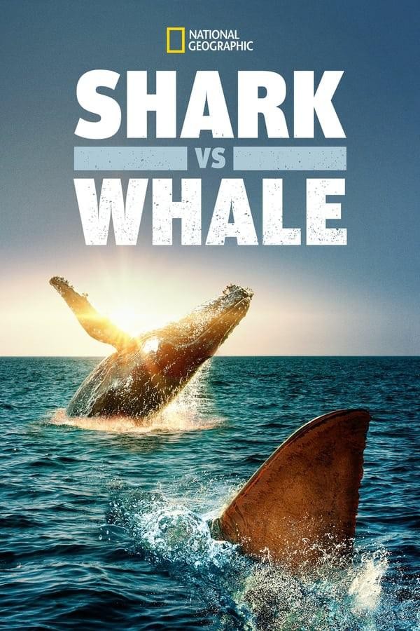 《鲨与鲸》4K|1080P高清