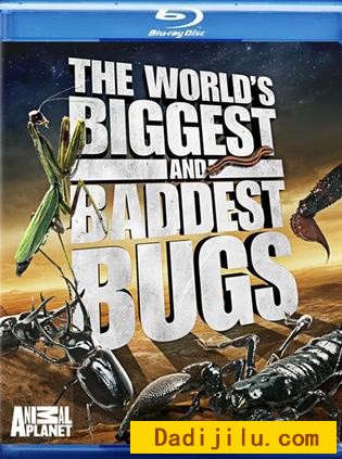 Discovery《虫霸天下 World’s Biggest and Baddest Bugs》 1080P/720P