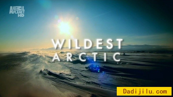 Discovery 动物星球最狂放的北极《野性北极 Wildest Arctic》全四集 720P高清