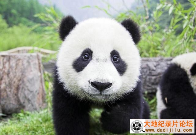 国家地理频道《大熊猫 Giant Panda》英语中字 720P高清