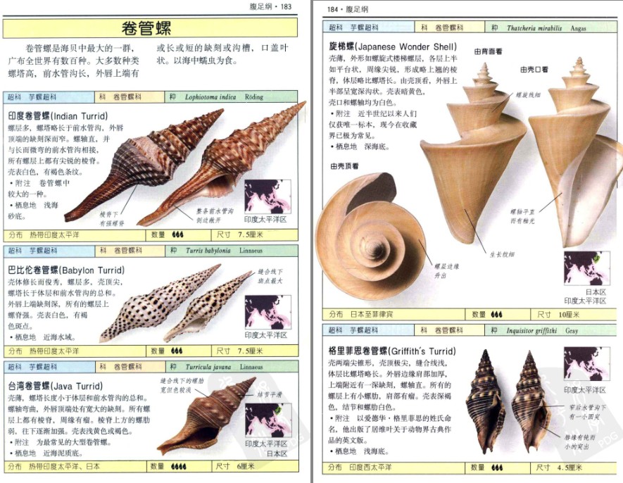《全世界500多种贝壳的彩色图鉴》色彩斑斓 奇形怪状的贝壳[pdf]